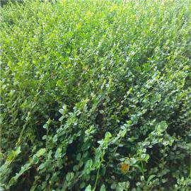 绿化苗40厘米高耐寒品种平枝栒子