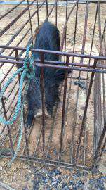 江西九江哪里有纯种的林芝藏香猪