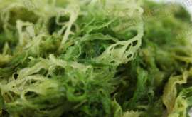 日本料理鸡冠藻 绿（图）